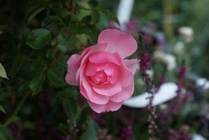 Trosroos (Rosa 'Bonica 82') - Afbeelding 3