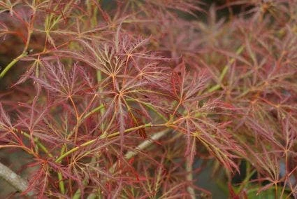 Japanse Esdoorn (Acer Palmatum 'Ornatum') - Afbeelding 3