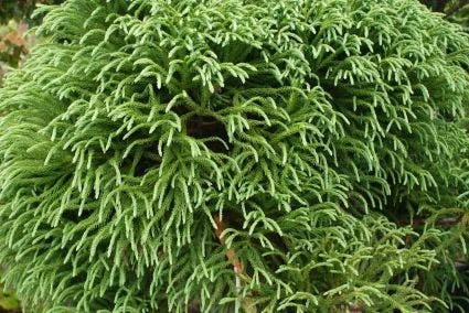 Sikkelden (Cryptomeria Japonica 'Elegans') - Afbeelding 2