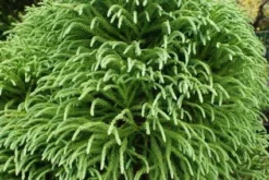 Sikkelden (Cryptomeria Japonica 'Elegans')
