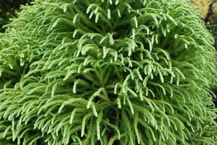 Sikkelden (Cryptomeria Japonica 'Elegans')
