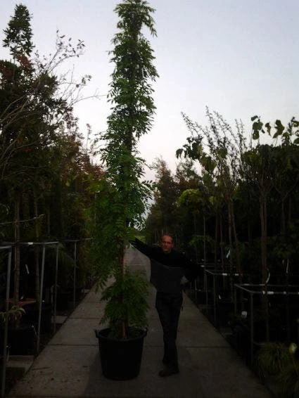 Blauwe Regen (Wisteria Sinensis) - Afbeelding 7