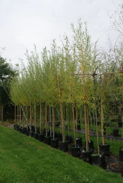 Knotwilg (Salix Alba) - Afbeelding 5