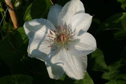 Bosrank (Clematis 'Mrs George Jackman') - Afbeelding 3
