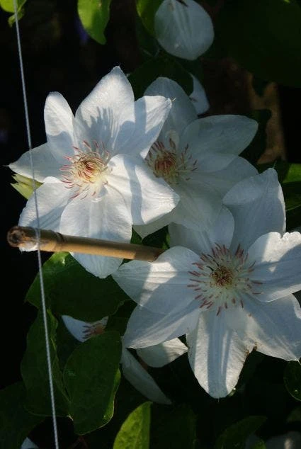 Bosrank (Clematis 'Mrs George Jackman') - Afbeelding 2