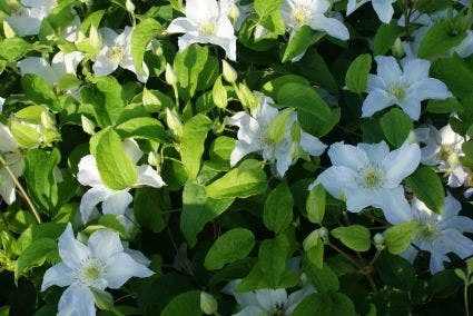 Bosrank (Clematis 'Yukikomachi') - Afbeelding 2