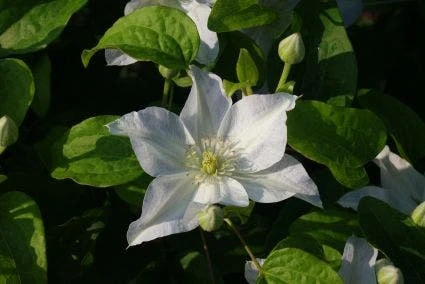 Bosrank (Clematis 'Yukikomachi') - Afbeelding 5