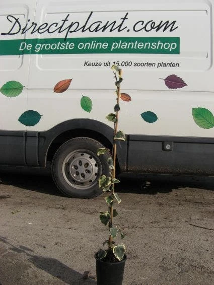 Kaukasische Klimop (Hedera Colchica 'Dentata Variegata') - Afbeelding 2