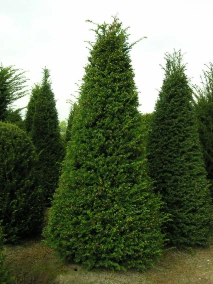Taxus Als Pyramide (Taxus Baccata) - Afbeelding 2