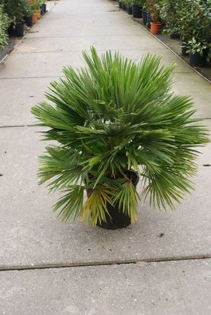 Dwergpalm (Chamaerops Humilis 'Vulcano') - Afbeelding 5