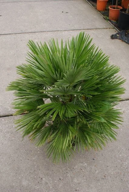 Dwergpalm (Chamaerops Humilis 'Vulcano') - Afbeelding 4