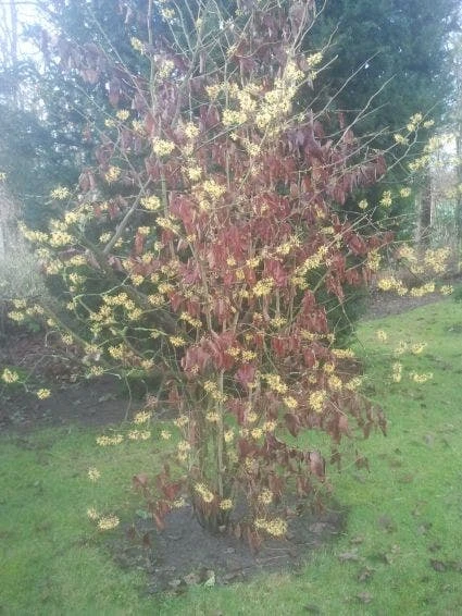 Toverhazelaar (Hamamelis Mollis) - Afbeelding 4