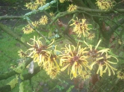 Toverhazelaar (Hamamelis Mollis 'Pallida') - Afbeelding 7