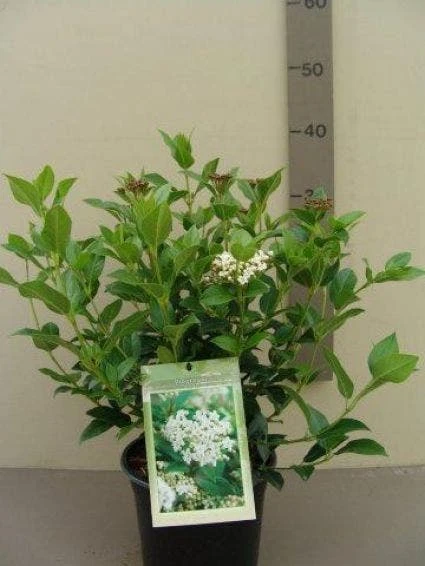 Groenblijvende Sneeuwbal (Viburnum Tinus 'Eve Price') - Afbeelding 7