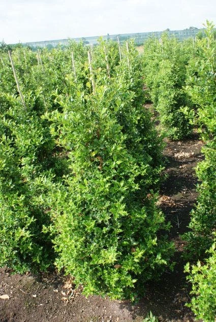 Hulst (Ilex Aquifolium 'Silver Queen') - Afbeelding 3