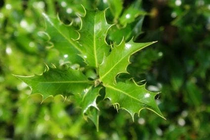 Hulst (Ilex Aquifolium 'Silver Queen') - Afbeelding 2
