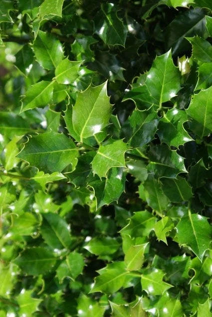 Gewone Hulst (Ilex Aquifolium) - Afbeelding 2