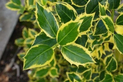 Hulst Op Stam (Ilex 'Argentea Marginata') - Afbeelding 4
