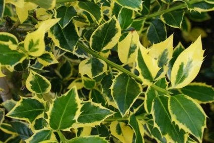 Hulst Op Stam (Ilex 'Argentea Marginata') - Afbeelding 2