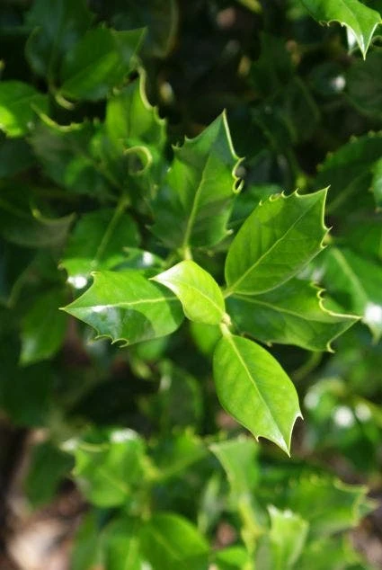 Hulst (Ilex Aquifolium J.C. Van Tol) - Afbeelding 5