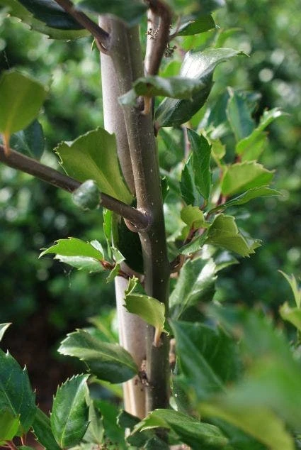 Blauwe Hulst (Ilex Meserveae 'Blue Prince') - Afbeelding 7