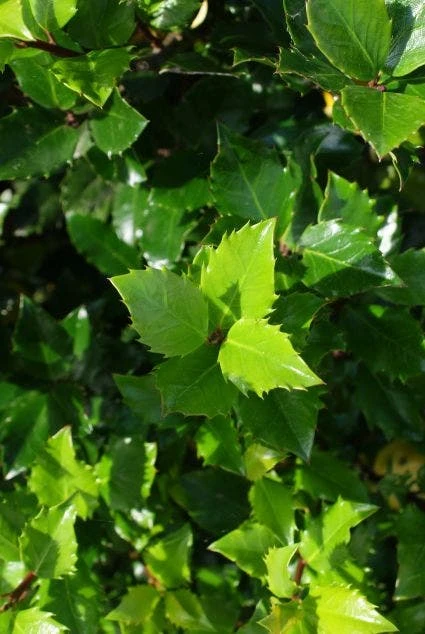 Blauwe Hulst (Ilex Meserveae 'Blue Prince') - Afbeelding 6