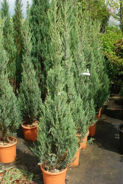 Jeneverbes (Juniperus Scopulorum 'Skyrocket') - Afbeelding 2