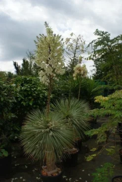 Palmlelie (Yucca Flaccida 'Golden Sword')