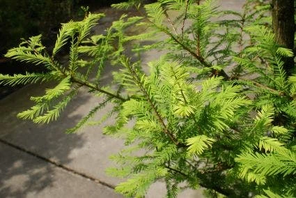 Moerascipres (Taxodium Distichum) - Afbeelding 2