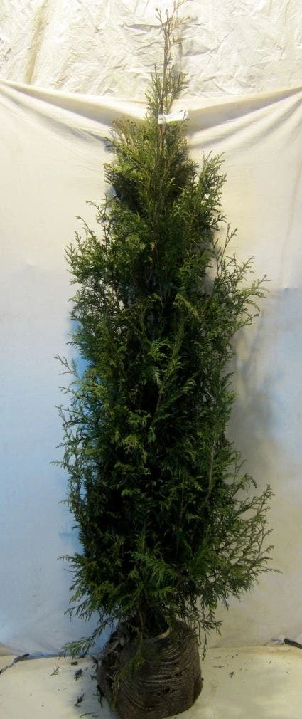 Levensboom (Thuja Plicata 'Martin') - Afbeelding 6
