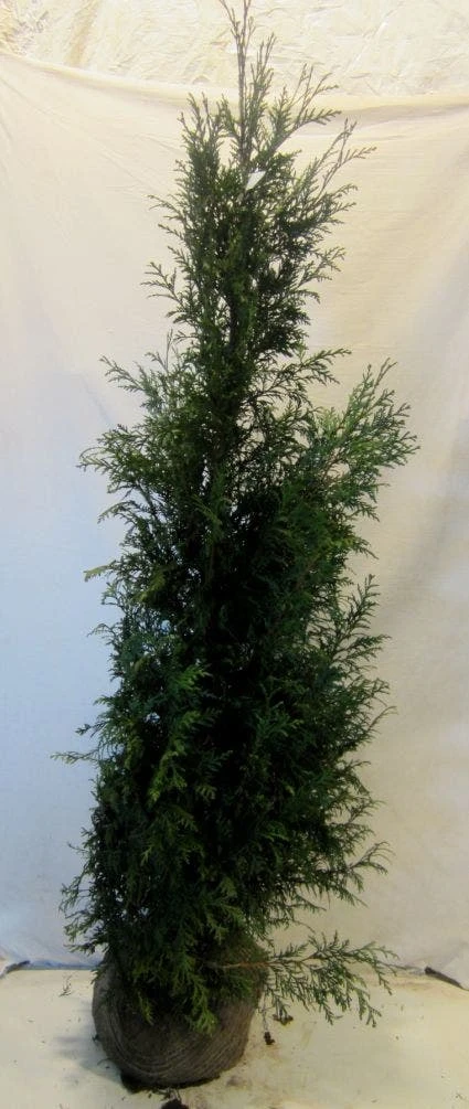 Levensboom (Thuja Plicata 'Martin') - Afbeelding 5