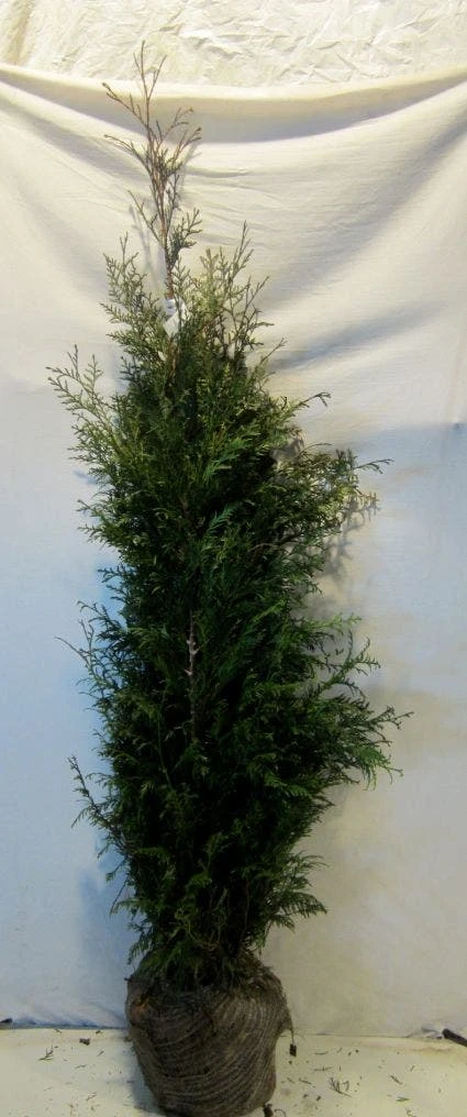 Levensboom (Thuja Plicata 'Martin') - Afbeelding 4