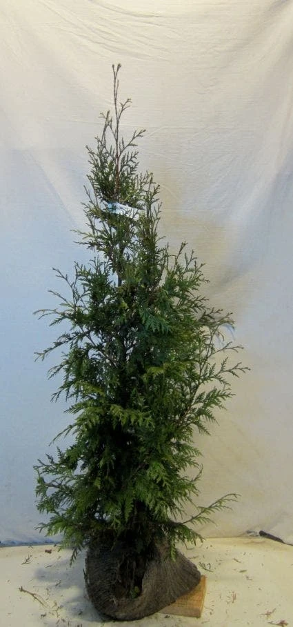 Levensboom (Thuja Plicata 'Martin') - Afbeelding 3