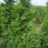 Reuzenlevensboom (Thuja Plicata 'Excelsa')