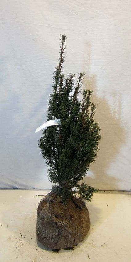 Taxus (Taxus Media 'Hicksii') - Afbeelding 7