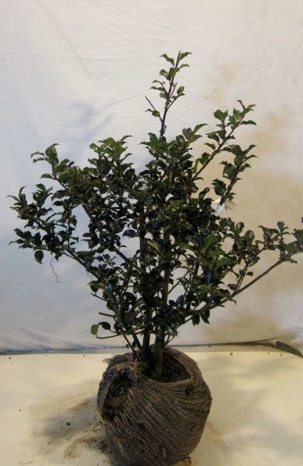 Blauwe Hulst (Ilex Meserveae 'Blue Princess') - Afbeelding 2