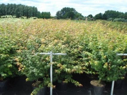 Japanse Esdoorn (Acer Palmatum) - Afbeelding 15