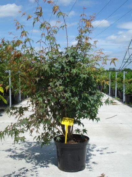 Japanse Esdoorn (Acer Palmatum) - Afbeelding 2