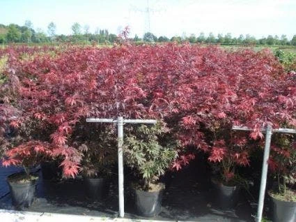 Japanse Esdoorn (Acer Palmatum 'Atropurpureum') - Afbeelding 11