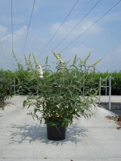 Vlinderstruik (Buddleja Davidii 'White Profusion') - Afbeelding 7