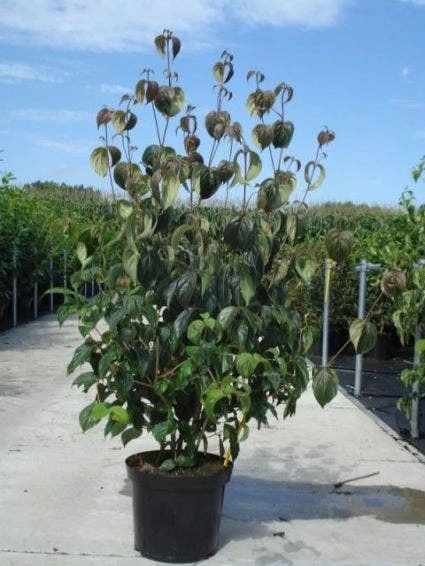 Kornoelje (Cornus Kousa 'China Girl') - Afbeelding 11