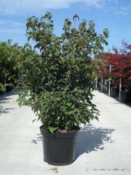 Japanse Kornoelje (Cornus Kousa) - Afbeelding 4