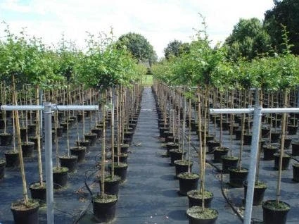 Rode Meidoorn (Crataegus Laevigata 'Paul's Scarlet') - Afbeelding 5