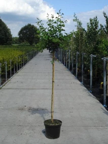 Rode Meidoorn (Crataegus Laevigata 'Paul's Scarlet') - Afbeelding 4