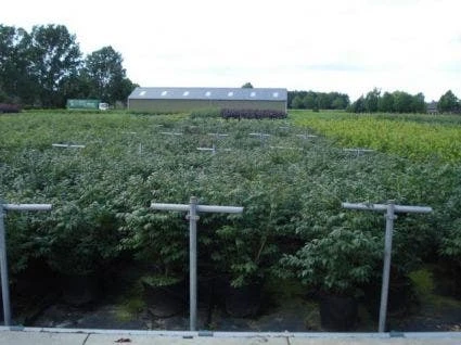 Kardinaalshoed (Euonymus Alatus 'Compactus') - Afbeelding 11