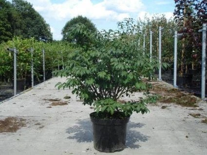 Kardinaalshoed (Euonymus Alatus 'Compactus') - Afbeelding 10