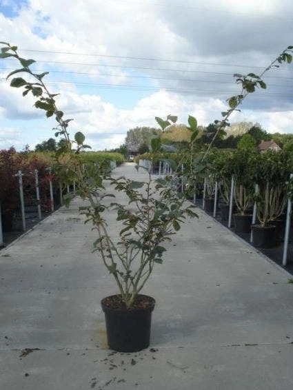 Toverhazelaar (Hamamelis Intermedia 'Jelena') - Afbeelding 3