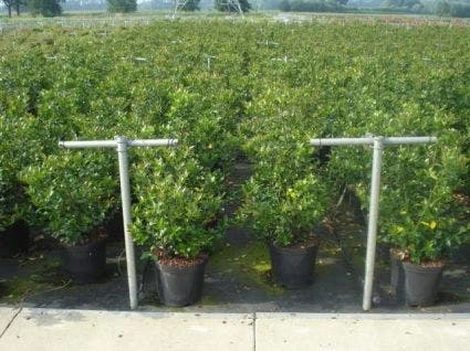 Blauwe Hulst (Ilex Meserveae 'Blue Prince') - Afbeelding 5