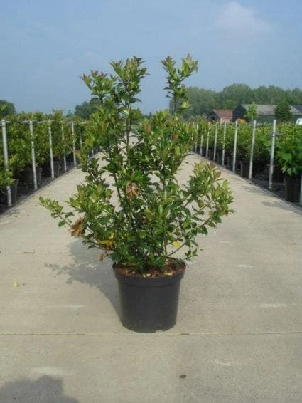 Blauwe Hulst (Ilex Meserveae 'Blue Prince') - Afbeelding 4
