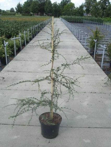 Schijnbeuk (Nothofagus Antarctica) - Afbeelding 2